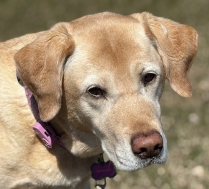 Tickless ultrasonic flea and tick repeller - Image 2